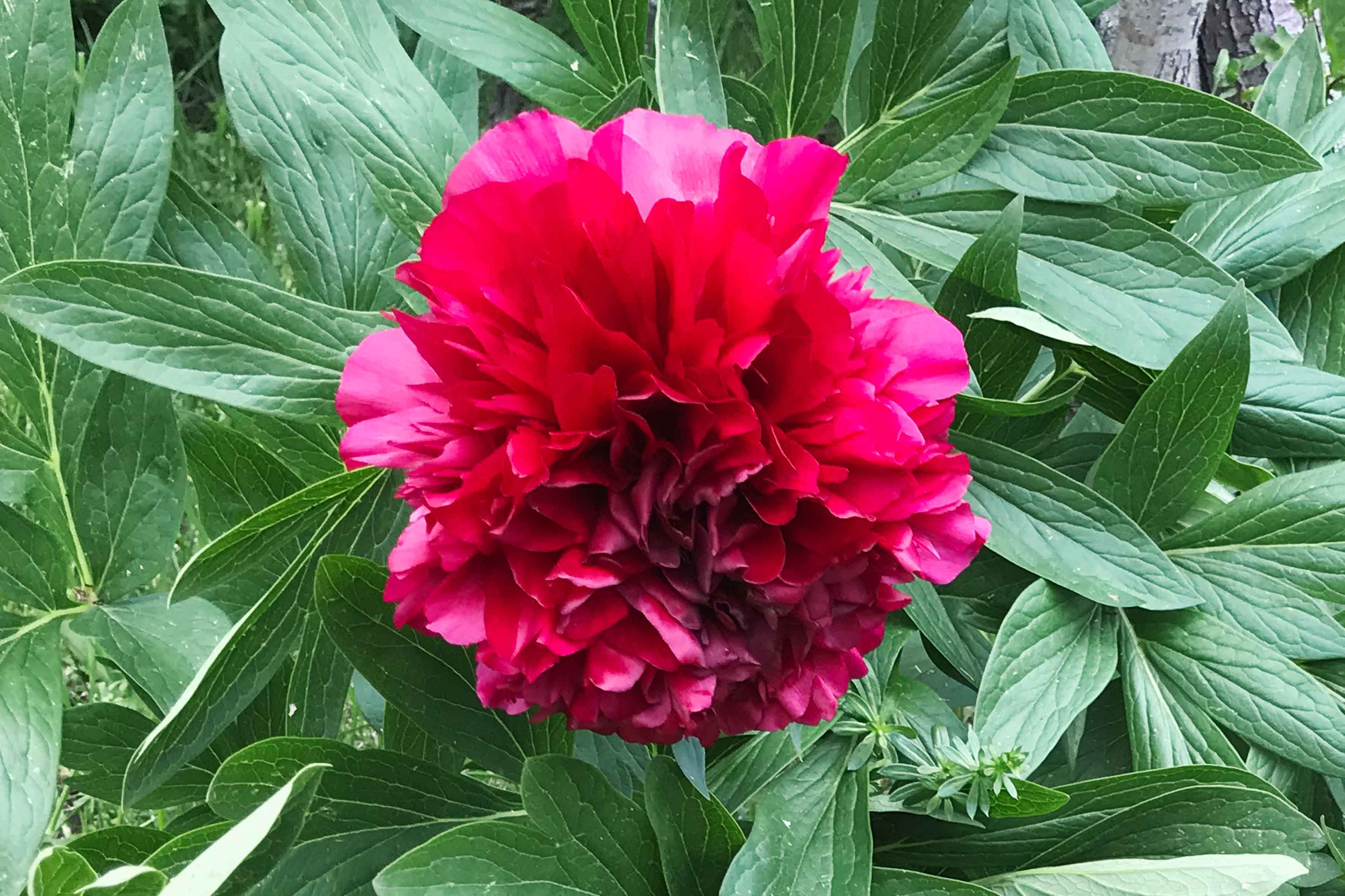 peonia